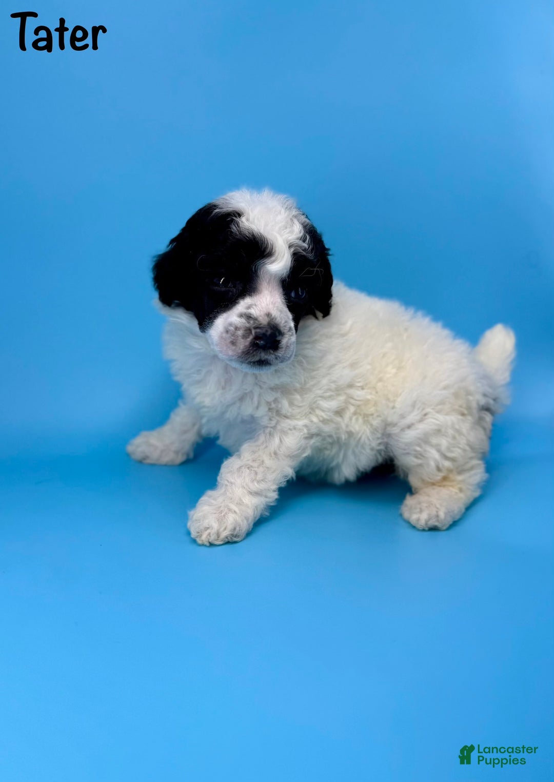 Miniature Poodle dogs for sale: Tater - Ad 1