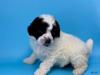 Miniature Poodle dogs Tater - Ad 19