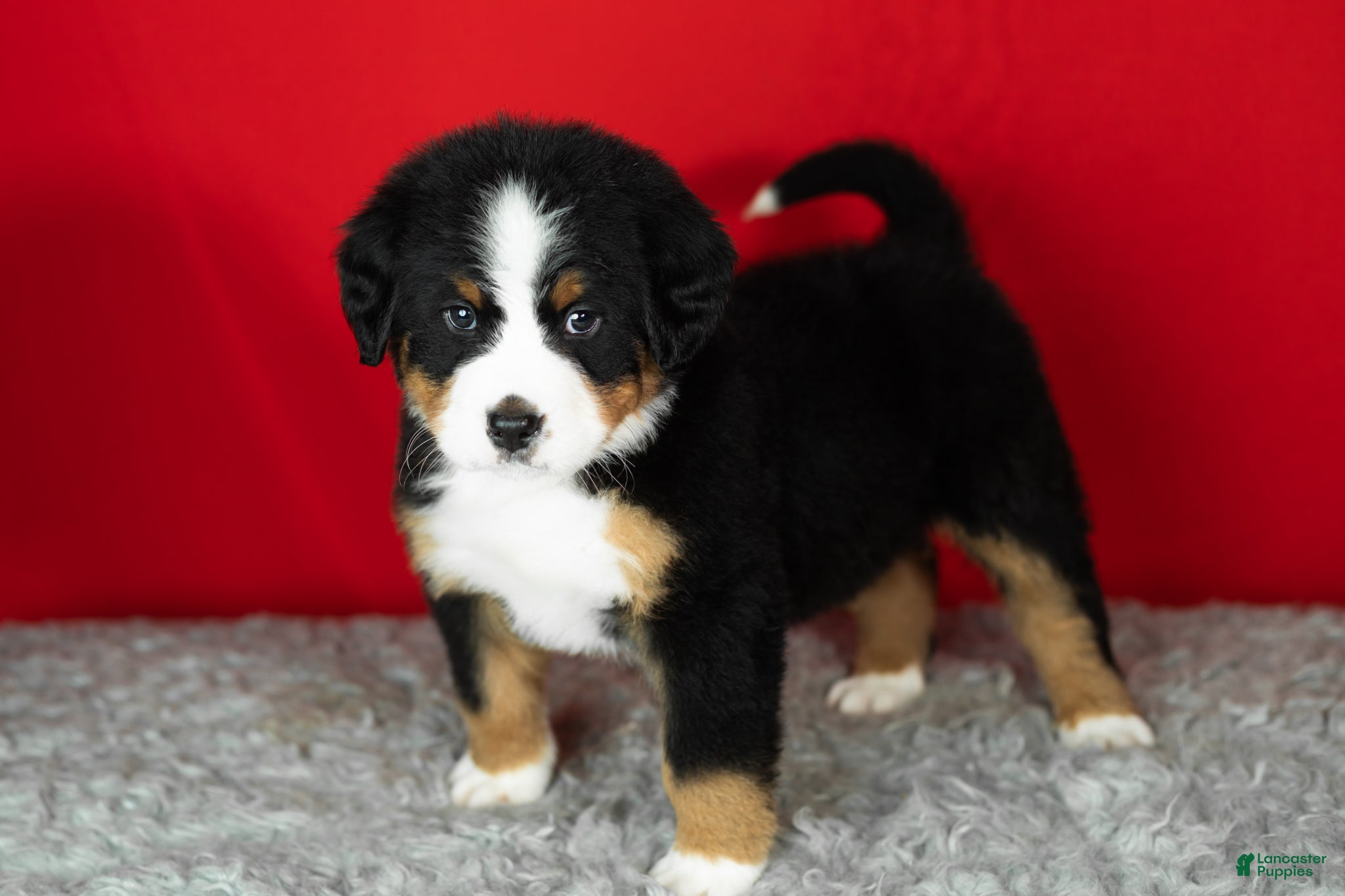 Bernese Mountain Dog dogs Monte - Ad 41
