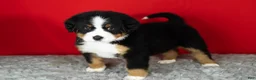 Bernese Mountain Dog dogs for sale: Monte - Ad 1
