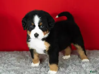 Bernese Mountain Dog dogs Monte - Ad 41