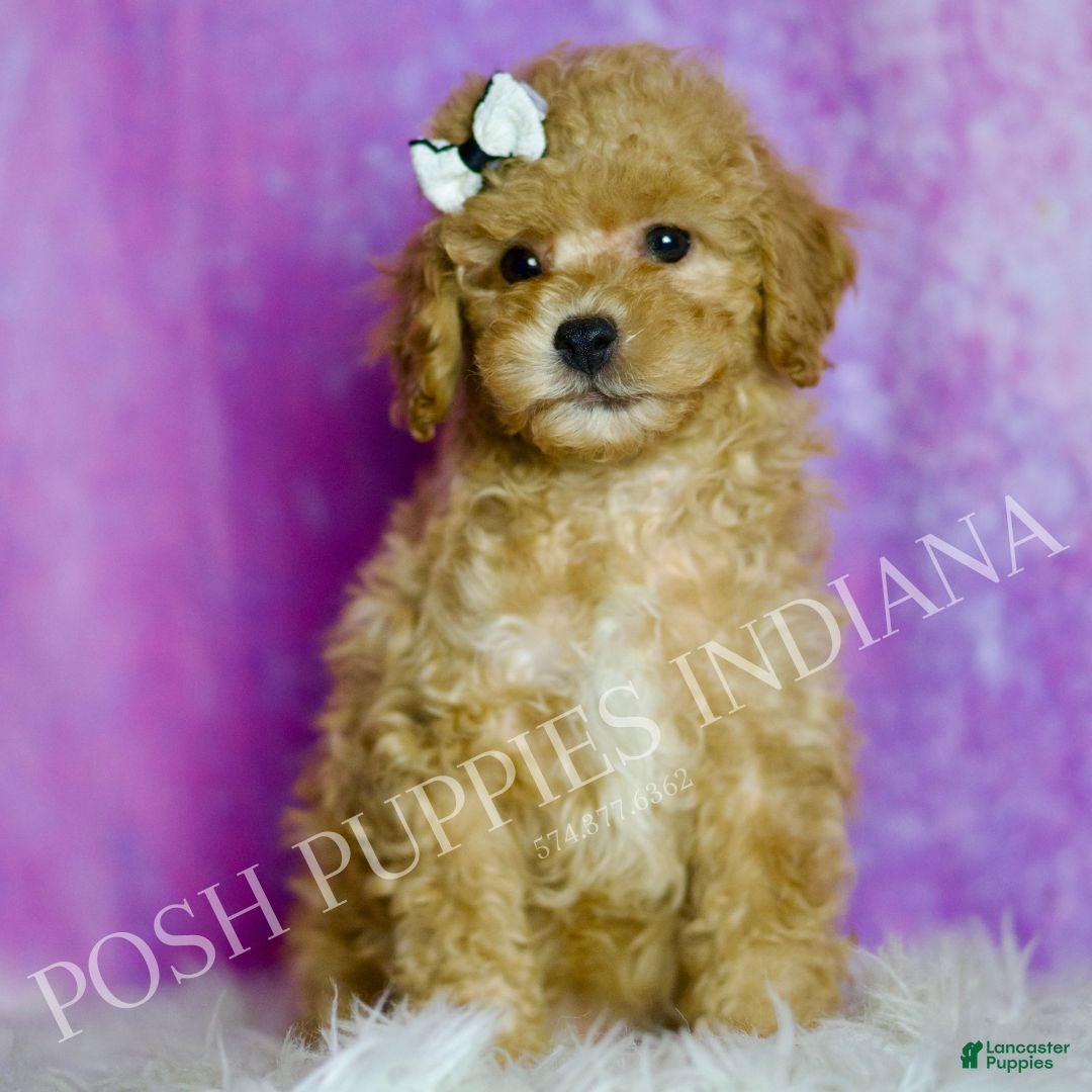 Standard Poodle dogs Leo - Ad 33