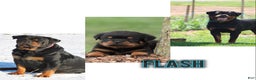Rottweiler dogs for sale: Flash - Ad 1