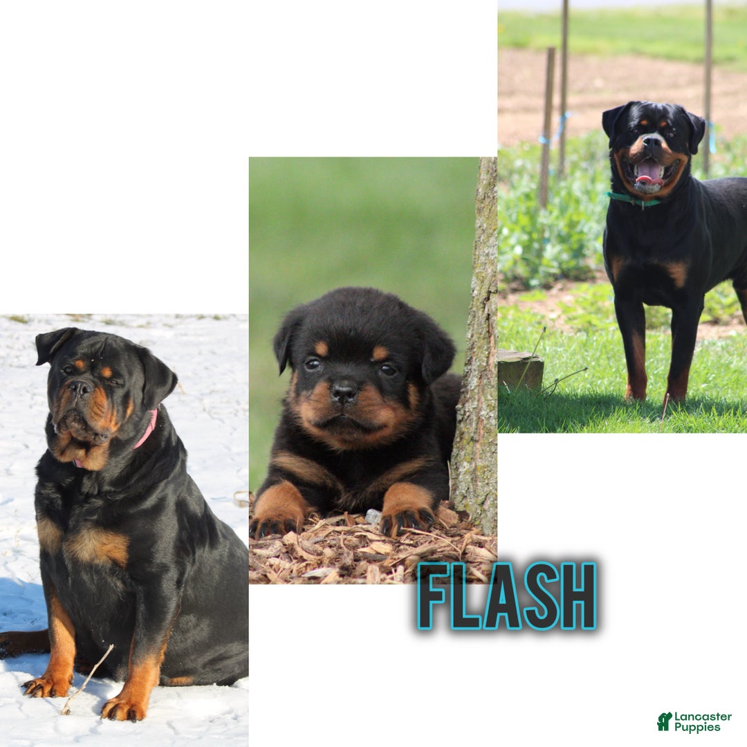 Rottweiler dogs for sale: Flash - Ad 1