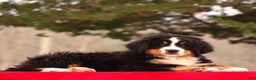 Bernese Mountain Dog dogs for sale: Blake - Ad 4