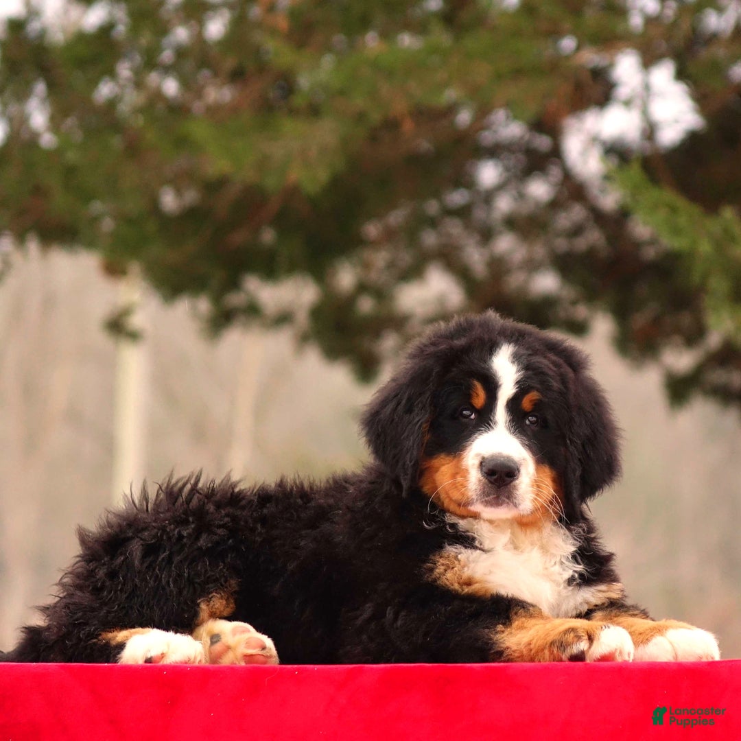 Bernese Mountain Dog dogs for sale: Blake - Ad 4