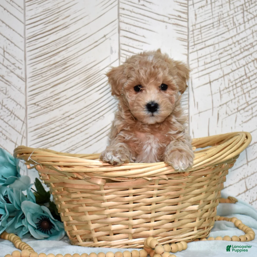 Bichpoo dogs for sale: Clover - Ad 1