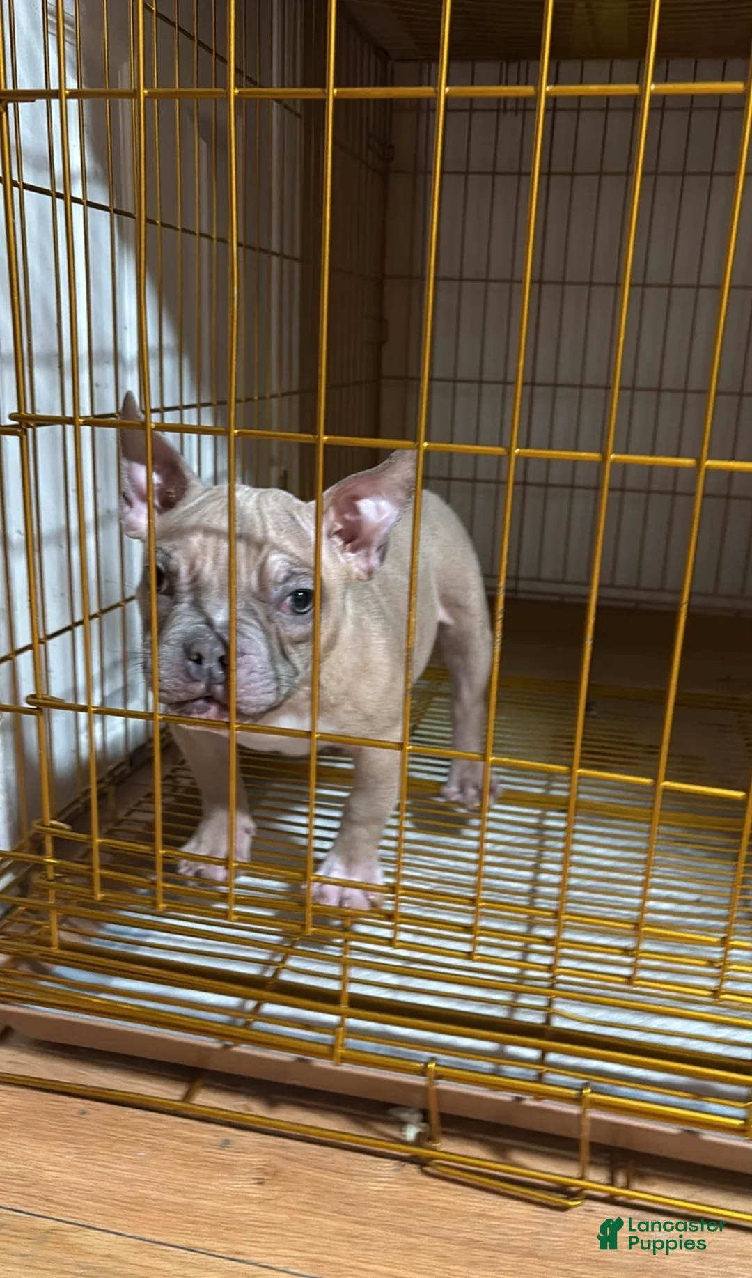 American Bully dogs for sale: American Bully Puppy 3 - Ad 4