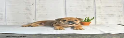 English Bulldog dogs for sale: Carmel - Ad 4