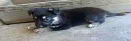 German Shepherd dogs for sale: MJ - Ad 5