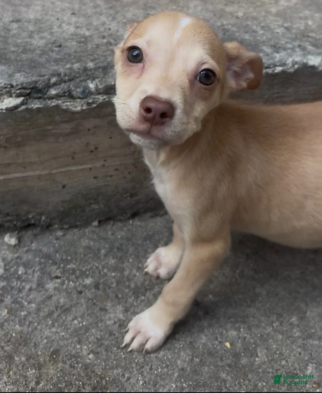 Pitsky dogs for sale: SLIM - Ad 1