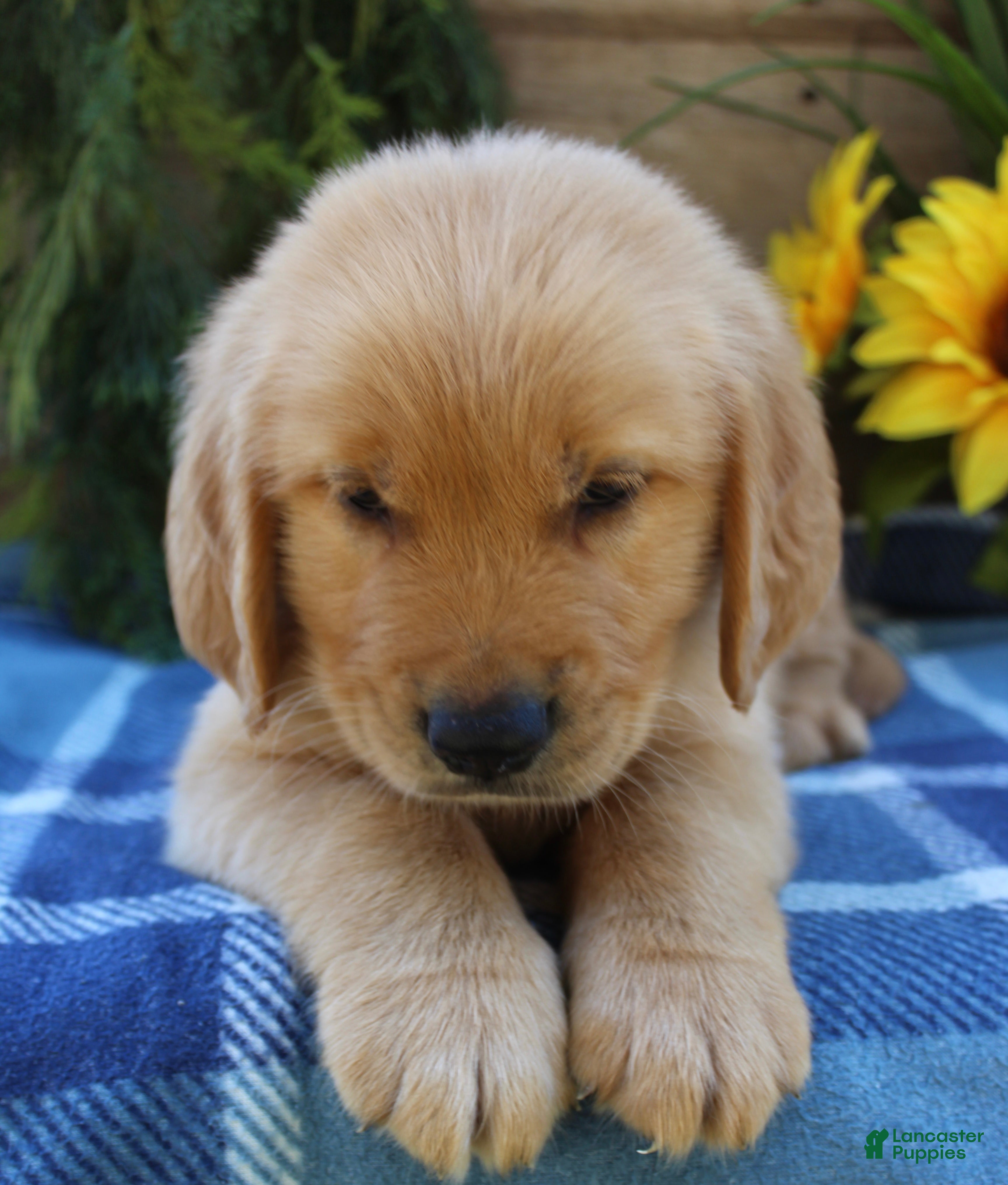 Golden Retriever dogs Rusty - Ad 2