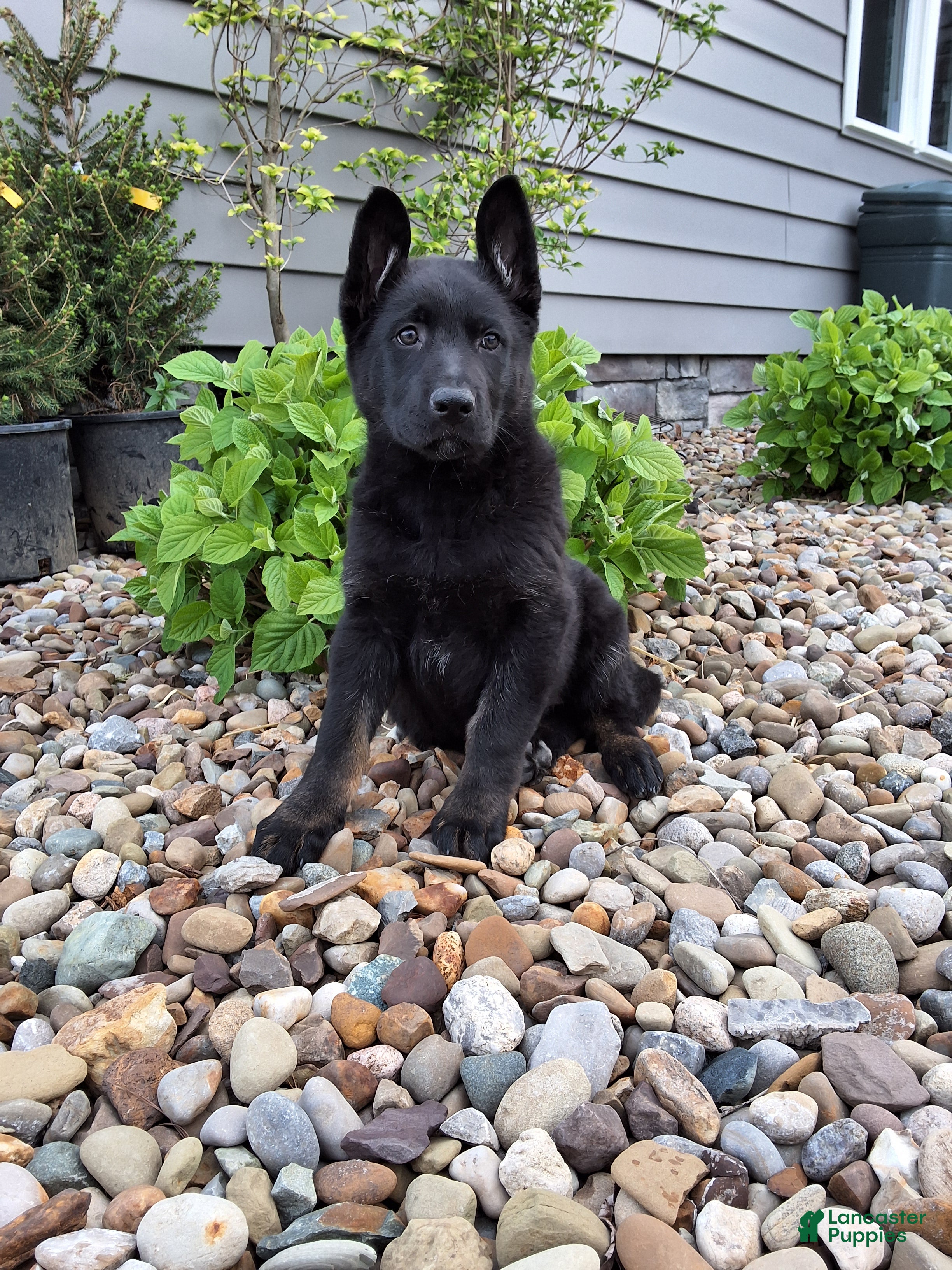 German Shepherd dogs Lola - Ad 1