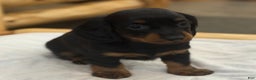 Miniature Dachshund dogs for sale: Pixie - Ad 2