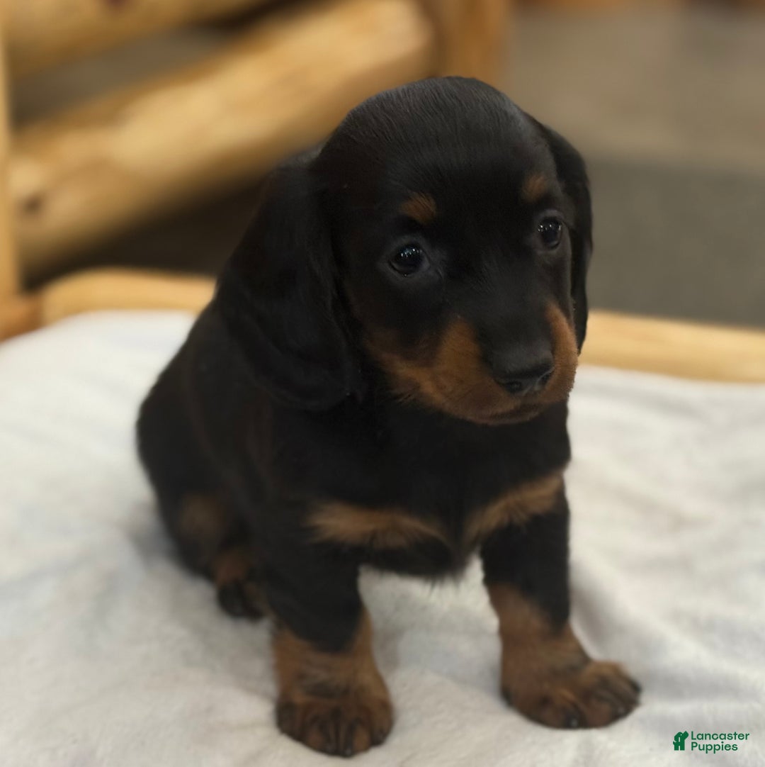 Miniature Dachshund dogs for sale: Pixie - Ad 2