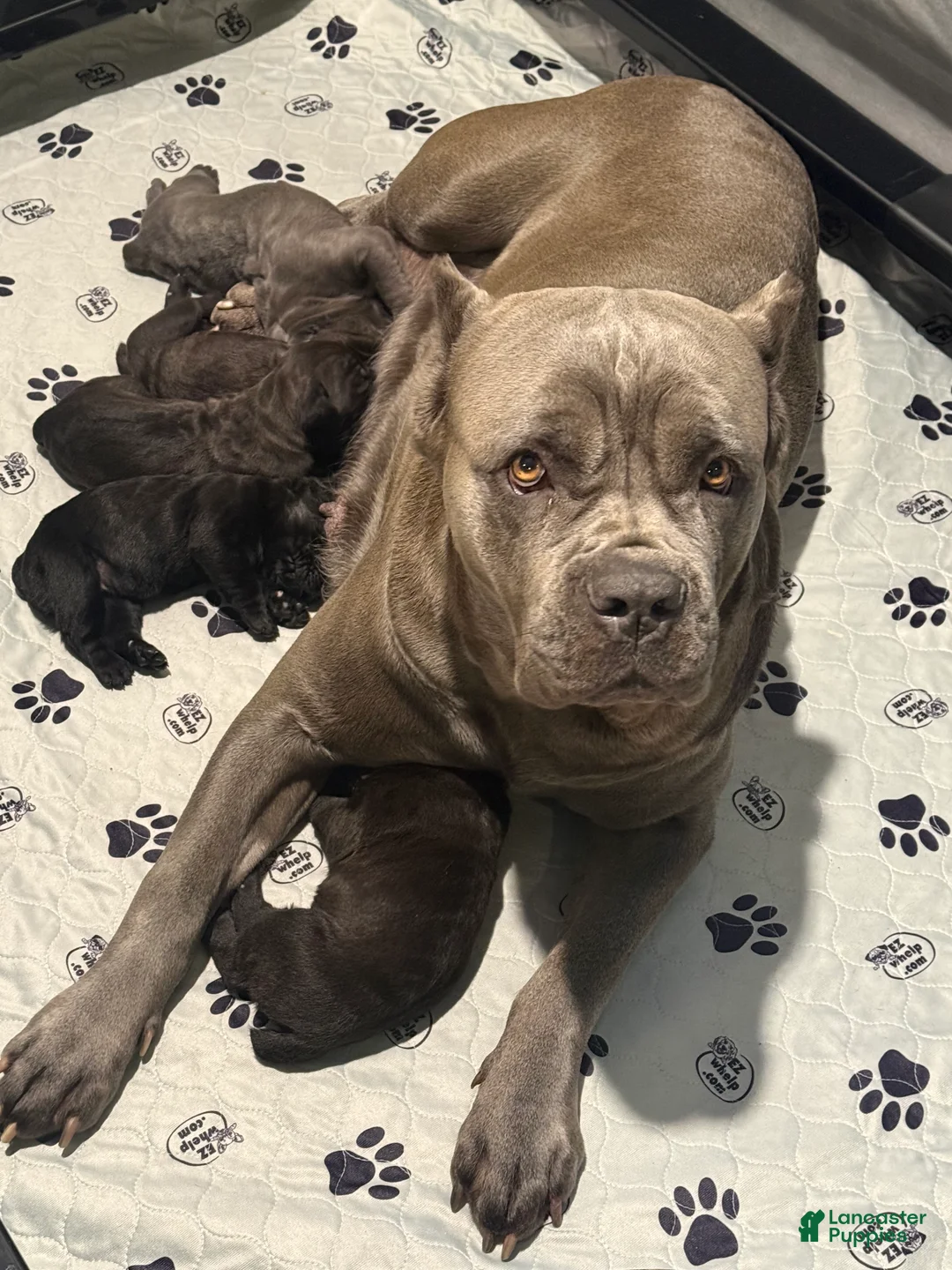 Cane Corso dogs for sale: Cane Corso Puppy 2 - Ad 2