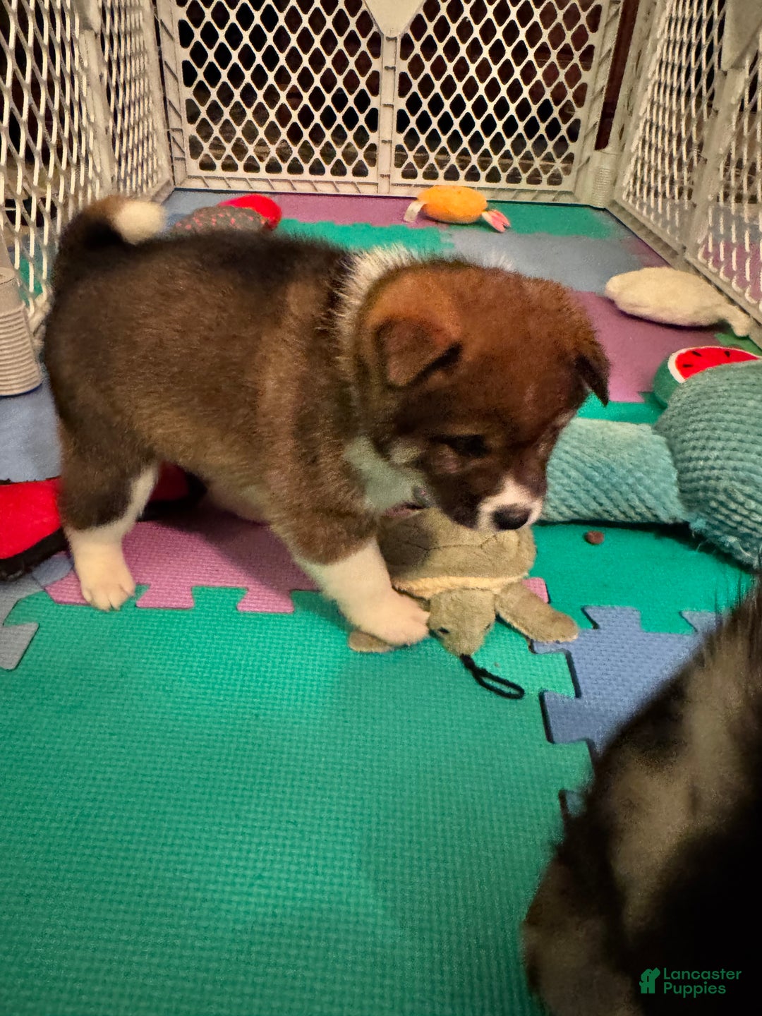 Shiba Inu dogs for sale: Shiba Inu Puppy 3 - Ad 17