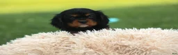 Cavalier King Charles Spaniel dogs for sale: Kona 💛🐾 - Ad 8