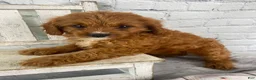 Cavapoo dogs for sale: Daisy - Ad 4