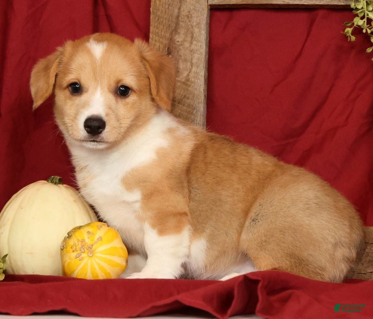 Welsh Corgi Pembroke dogs for sale: Tracy - Ad 2