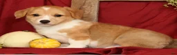 Welsh Corgi Pembroke dogs for sale: Tracy - Ad 2