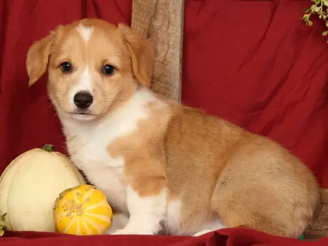 Welsh Corgi Pembroke dogs for sale: Tracy - Ad 2