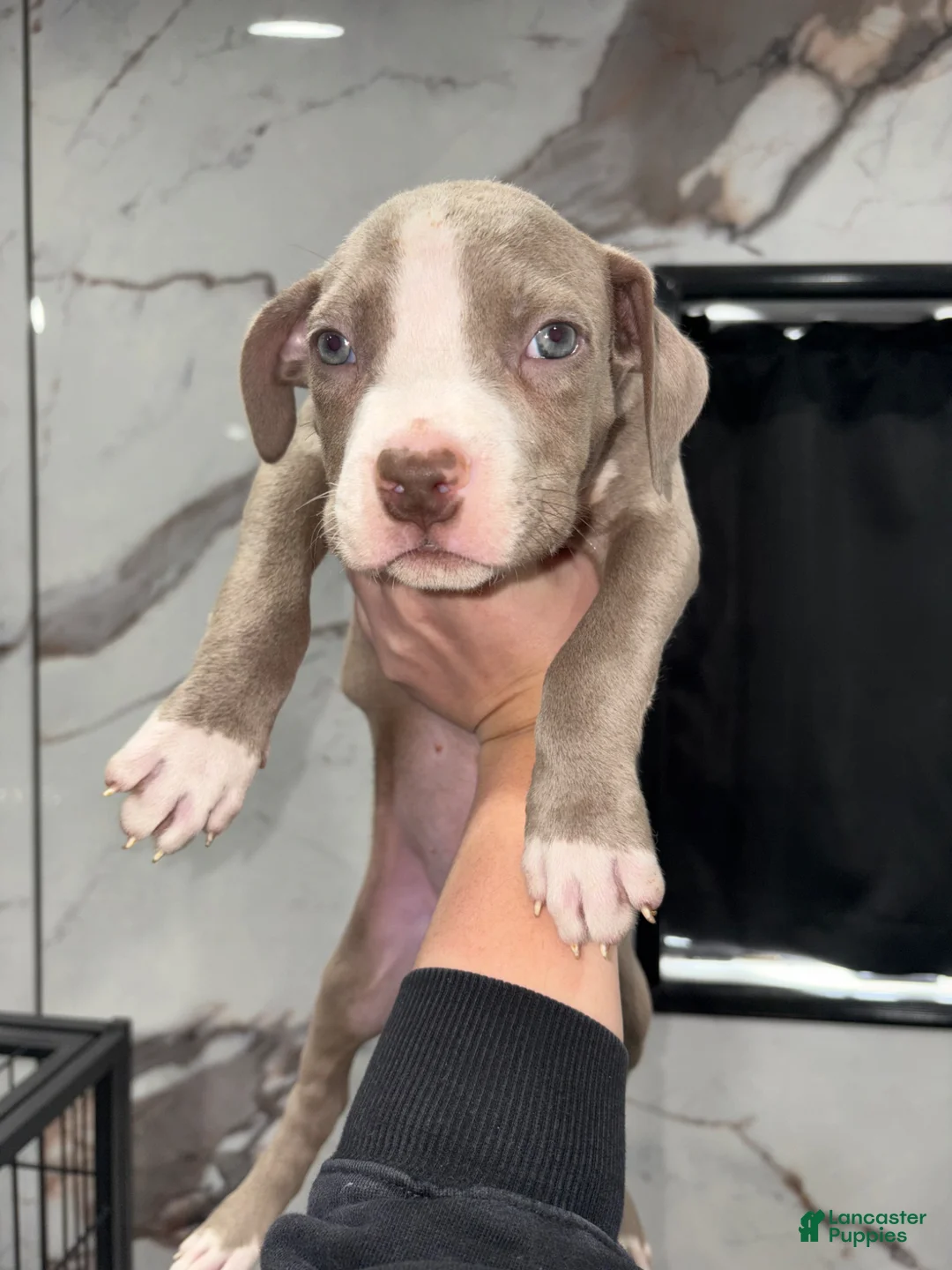 American Pit Bull Terrier dogs for sale: Tino - Ad 1