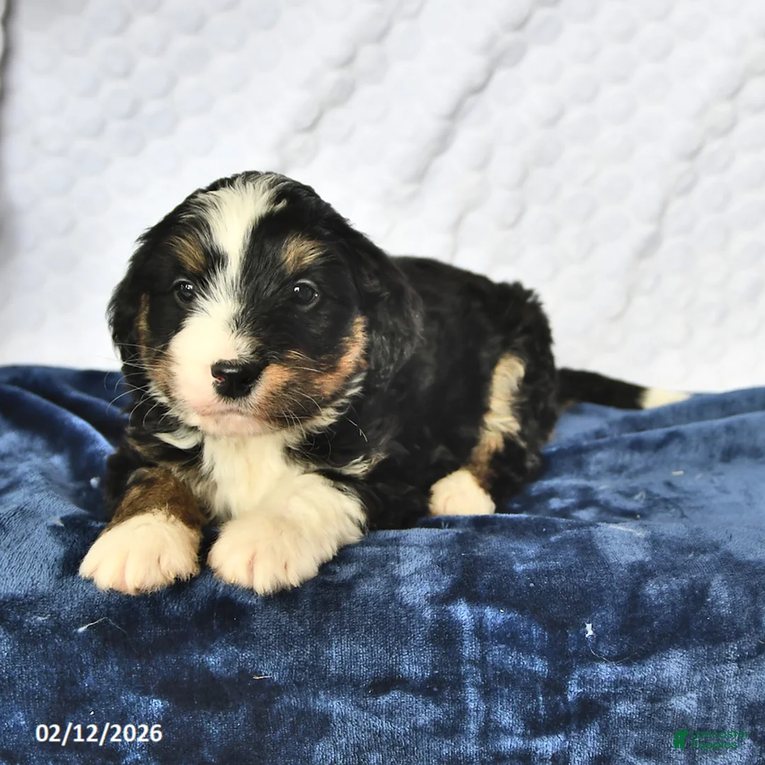 Mini Bernedoodle dogs for sale: Zach - Ad 3
