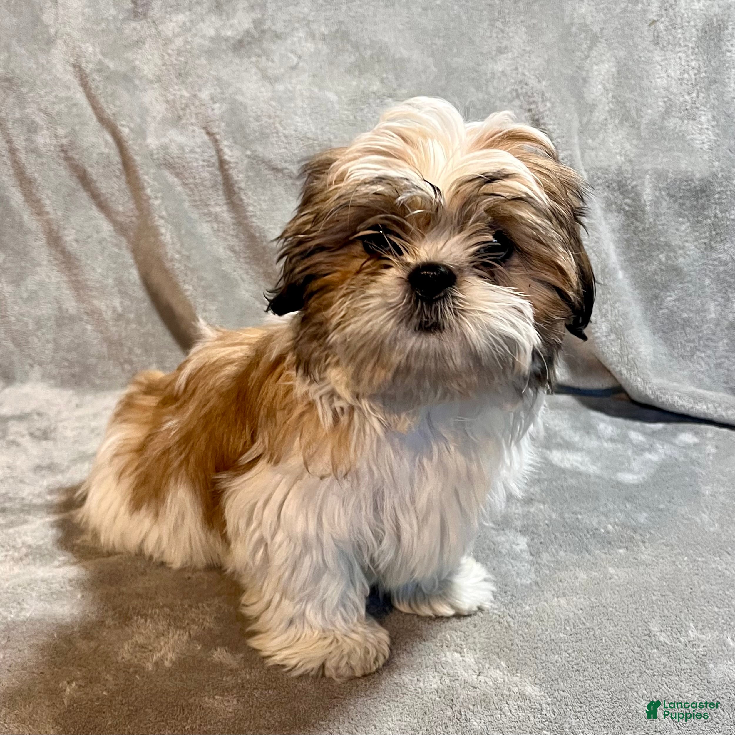 Shih Tzu dogs Major - Ad 9