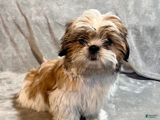 Shih Tzu dogs Major - Ad 38