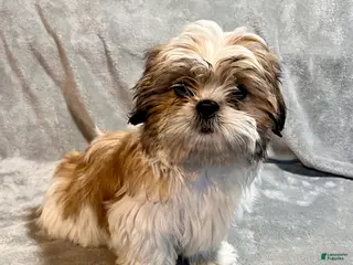 Shih Tzu dogs Major - Ad 33