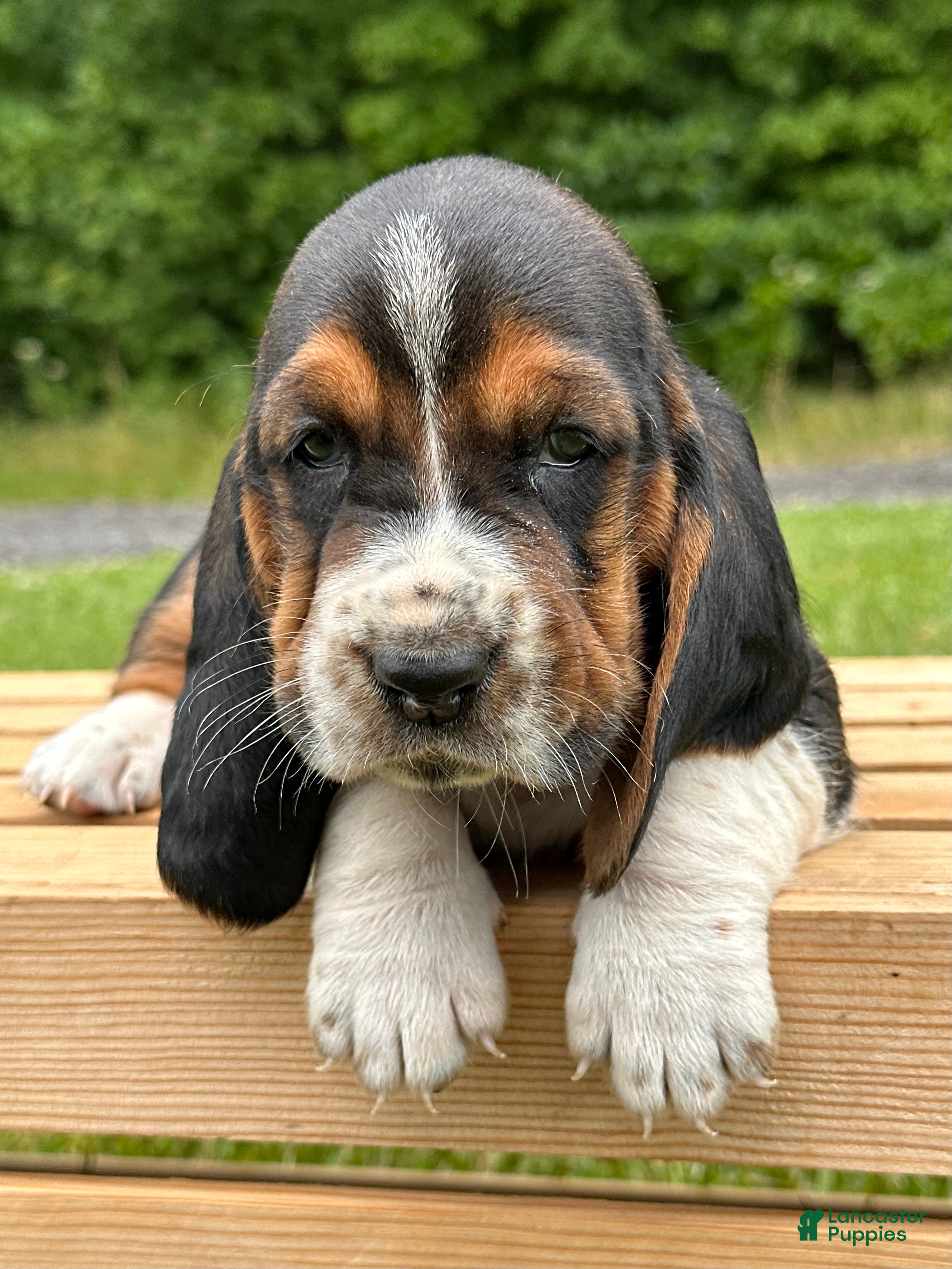 Basset Hound dogs Isabella - Ad 1