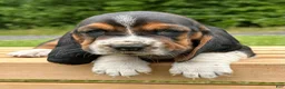 Basset Hound dogs for sale: Isabella - Ad 1