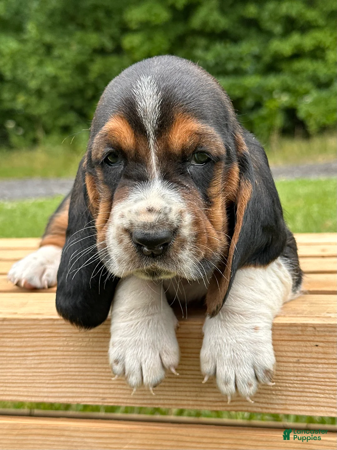 Basset Hound dogs for sale: Isabella - Ad 1