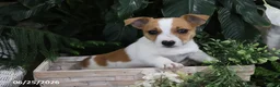Jack Russell Terrier dogs for sale: Bingo - Ad 3