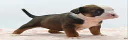 Mixed Breed dogs for sale: Rosie - Ad 13