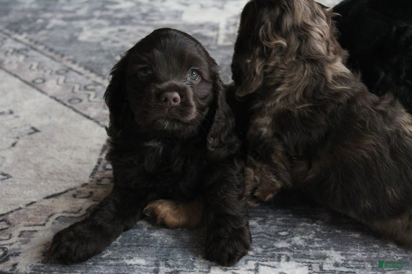 Cocker Spaniel dogs Hazel - Ad 5