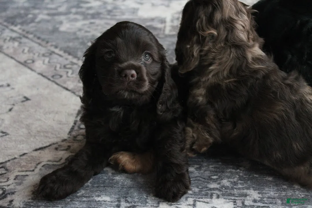 Cocker Spaniel dogs for sale: Hazel - Ad 1