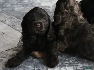 Cocker Spaniel dogs for sale: Hazel - Ad 4