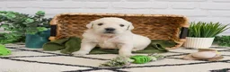 Golden Retriever dogs for sale: Colorado  - Ad 4