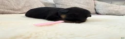German Shepherd dogs for sale: Pink Girl - Ad 2