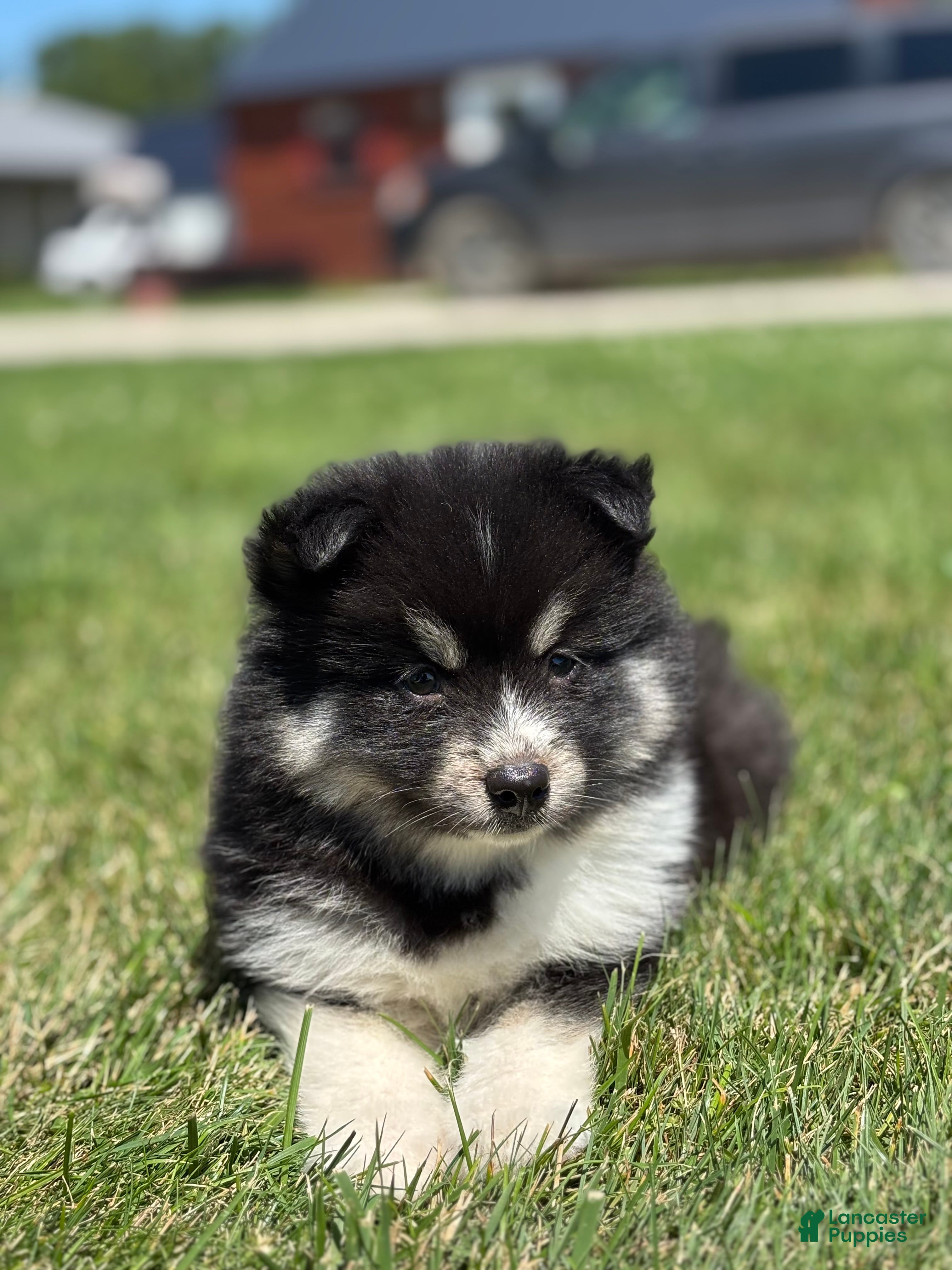 Pomsky dogs Claudia - Ad 2