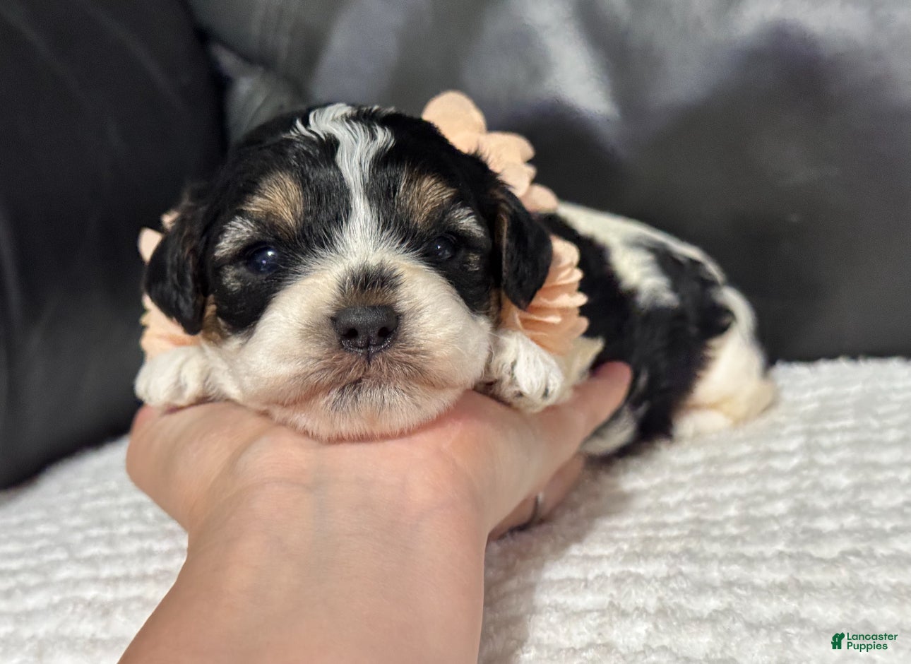 Cavapoo dogs Ensley - Ad 12
