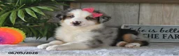 Australian Shepherd dogs for sale: Sophia - Ad 2