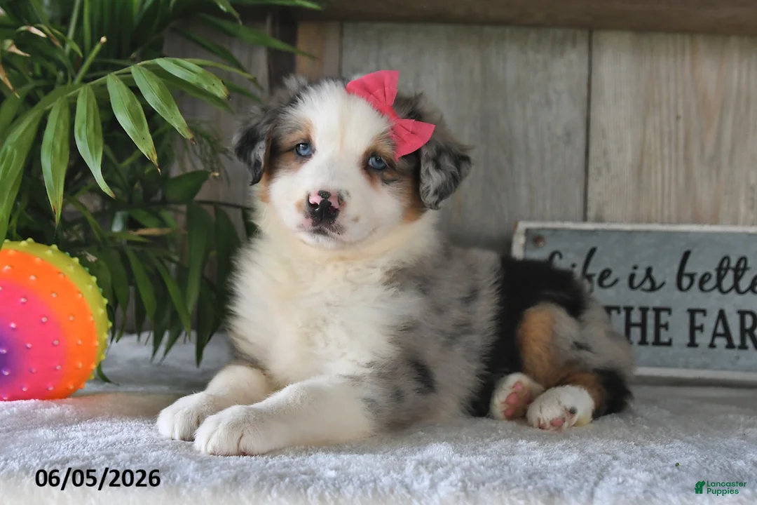 Australian Shepherd dogs for sale: Sophia - Ad 2