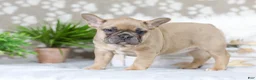 French Bulldog dogs for sale: Golden Gem - Ad 4
