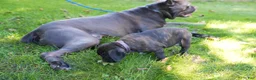 Cane Corso dogs for sale: Shuri - Ad 4