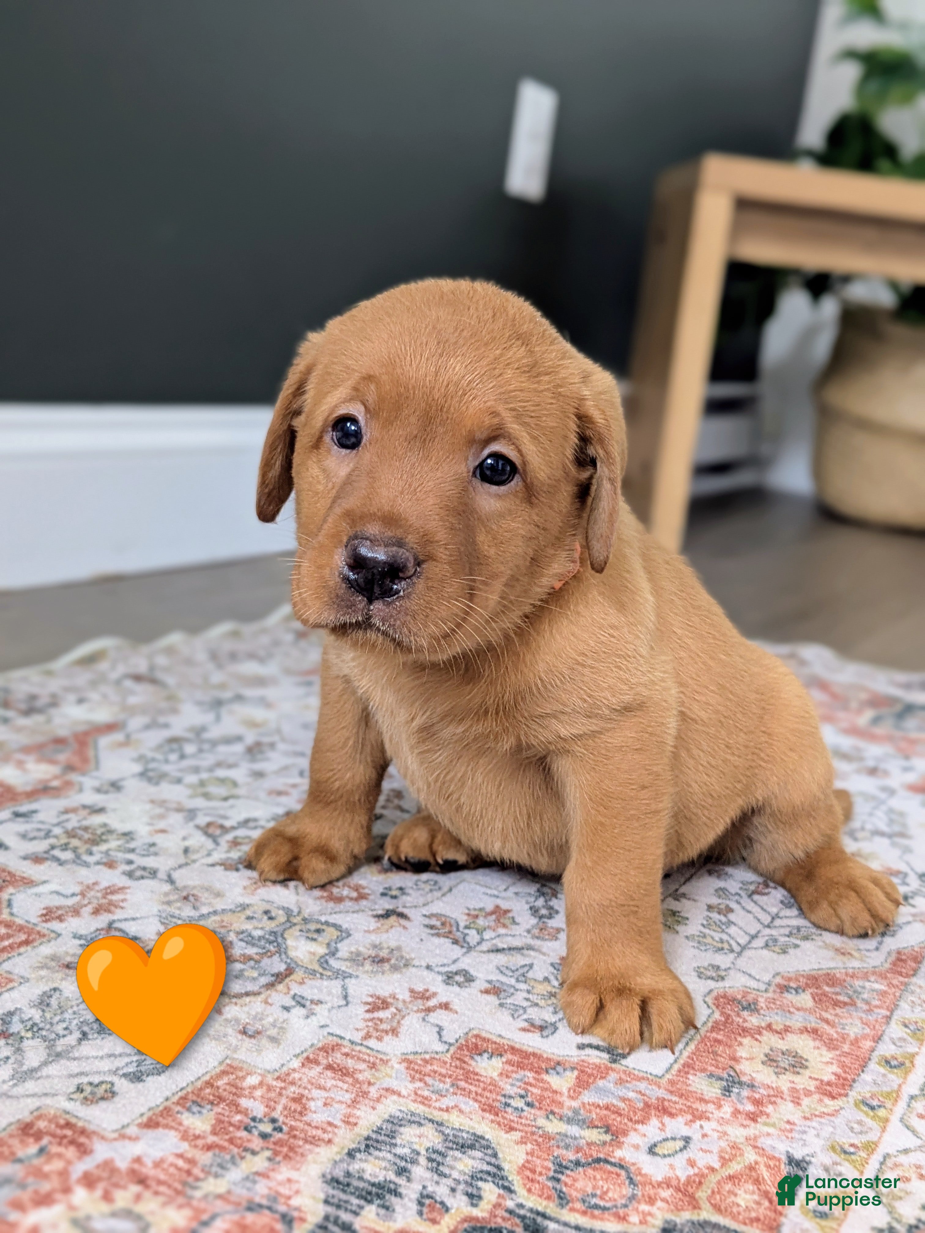 Labrador Retriever dogs Ginger - Ad 1