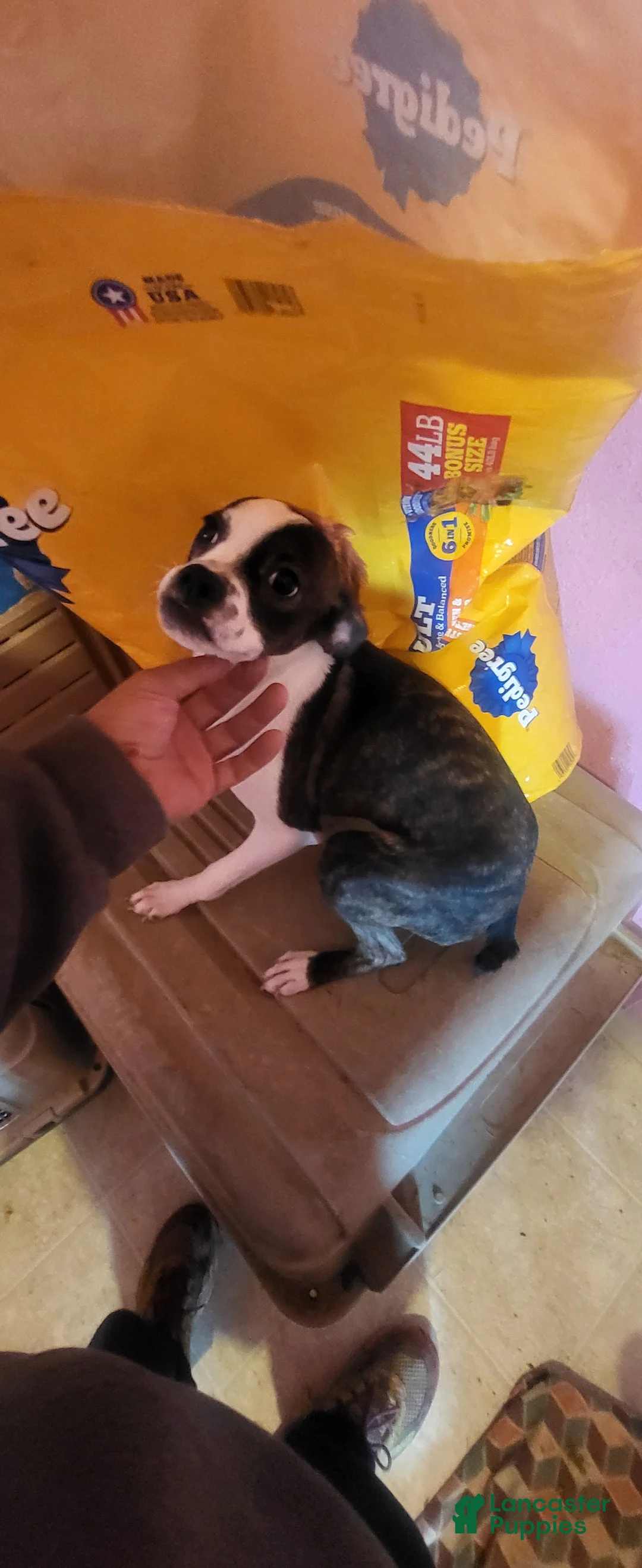 Mixed Breed dogs for sale: Mixed Breed 2 - Ad 1