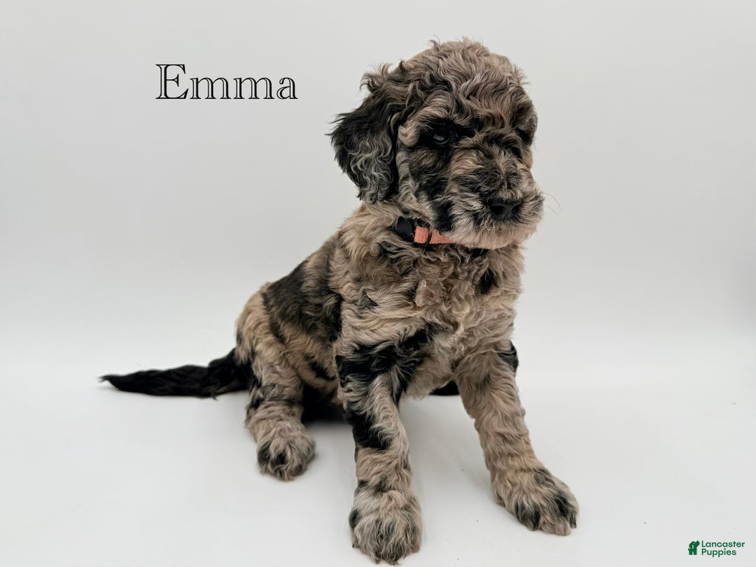 Goldendoodle dogs for sale: Emma - Ad 3